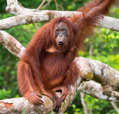 orangutans apes animal